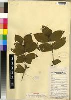 Holotype of Neuracanthus africanus T.Anderson ex S.Moore [family ACANTHACEAE]