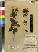 Isotype of Clerodendrum pleiosciadium Gürke [family VERBENACEAE]