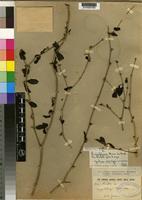 Isotype of Pavetta uniflora Bremek. [family RUBIACEAE]