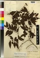 Type of Rytigynia pseudolongicaudata Verdc. [family RUBIACEAE]