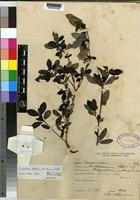 Type of Psychotria holtzii Petit [family RUBIACEAE]