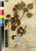 Isotype of Dombeya greenwayi Wild [family STERCULIACEAE]