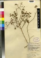 Type of Psilotrichum cyathuloides Suess.&Launert [family AMARANTHACEAE]