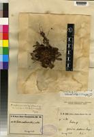 Isotype of Protea madiensis Oliv. ssp. madiensis [family PROTEACEAE]