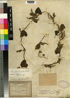 Isotype of Cissampelos macrostachys [family MENISPERMACEAE]