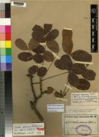 Type of Dialiopsis africana Radcl.-Sm. [family SAPINDACEAE]