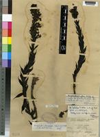 Isotype of Brachycorythis pleistophylla Rchb.f. ssp. pleistophylla [family ORCHIDACEAE]