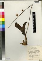 Isotype of Eulophia dactylifera Cribb [family ORCHIDACEAE]