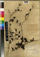 Isotype of Pavetta uniflora Bremek. [family RUBIACEAE]