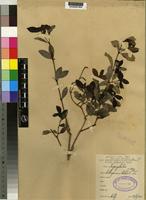 Type of Psychotria holtzii Petit [family RUBIACEAE]