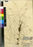 Isotype of Psilotrichum amplum Suess. [family AMARANTHACEAE]
