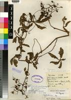 Isotype of Cyphostemma dysocarpum (Gilg & Brandt) Desc. ssp. glandulosissimum Verdc. [family VITACEAE]