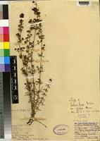 Isotype of Galium bussei K.Schum. & K.Krause var. glabrum [family RUBIACEAE]