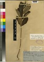 Isotype of Fadogia tetraquetra K.Krause var. grandifolia [family RUBIACEAE]