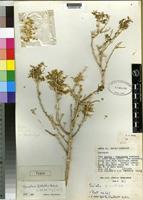 Type of Gyroptera gillettii Botsch. [family CHENOPODIACEAE]