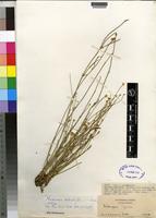 Isotype of Mechowia redactifolia C.C.Towns. [family AMARANTHACEAE]