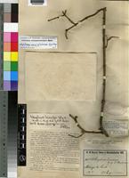 Type of Strychnos leiocarpa Gilg & Busse [family LOGANIACEAE]