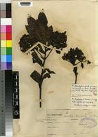 Isotype of Pavetta ternifolia (Oliv.) Hiern [family RUBIACEAE]