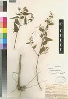 Isotype of Dicliptera carvalhoi Lindau ssp. laxiflora I. Darbysh. [family ACANTHACEAE]