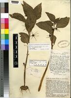 Holotype of Dorstenia cuspidata A.Rich. var. brinkmaniana [family MORACEAE]