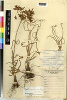 Isotype of Cyperus afrodunensis Lye [family CYPERACEAE]