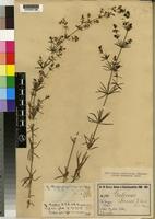 Isotype of Galium bussei K.Schum. & K.Krause [family RUBIACEAE]