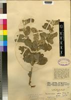 Isotype of Sericocomopsis pallida (S.Moore) Schinz var. grandis Suess. [family AMARANTHACEAE]