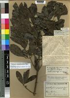 Isotype of Strychnos polyphylla Gilg & Busse [family LOGANIACEAE]