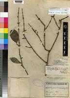 Type of Strychnos leiocarpa Gilg & Busse [family LOGANIACEAE]