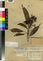 Paratype of Nuxia floribunda Benth. [family LOGANIACEAE]