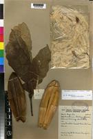 Funtumia elastica in Global Plants on JSTOR