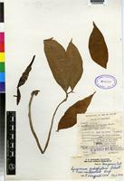 multisectum Engl. [family ]