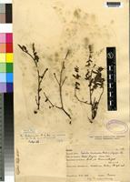 Holotype of Euphorbia kilwana N.E.Br. [family EUPHORBIACEAE]