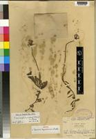 Isotype of Crassocephalum uvens (Hiern) S.Moore [family COMPOSITAE]