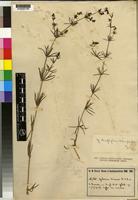 Isotype of Galium bussei K.Schum. & K.Krause [family RUBIACEAE]