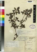 Isotype of Psychotria holtzii (K.Schum.) Petit var. pubescens [family RUBIACEAE]