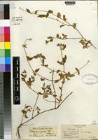 Isotype of Achyropsis gracilis C.C.Towns. [family AMARANTHACEAE]