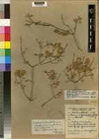 Isotype of Sericocomopsis pallida (S.Moore) Schinz var. parviflora Suess. [family AMARANTHACEAE]