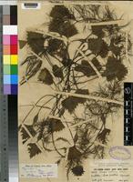 Isotype of Trapa natans L. var. africana [family TRAPACEAE]