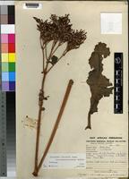 Isotype of Kalanchoe lateritia Engl. var. pseudolateritia Raadts [family CRASSULACEAE]