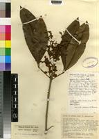 Type of Vepris arushensis Kokwaro [family RUTACEAE]