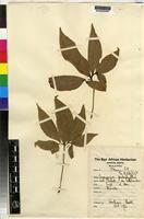 albolineatum Engl. [family ]