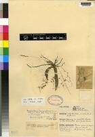 Isotype of Mystacidium tanganyikense Summerh. [family ORCHIDACEAE]