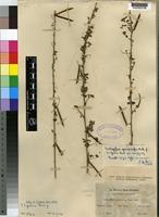 Isotype of Indigofera lupatana Baker f. [family LEGUMINOSAE]