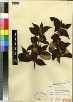 Isotype of Pseudosabicea becquetii Hall'e N. [family RUBIACEAE]