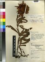 Isotype of Protea wentzeliana Engl. var. prostrata Beard [family PROTEACEAE]