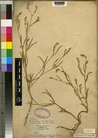 Isotype of Psilotrichum schimperi Engl. [family AMARANTHACEAE]