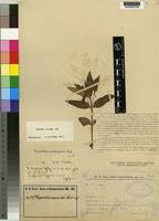 Isotype of Impatiens assurgens Baker f. [family BALSAMINACEAE]