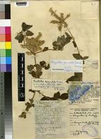 Isotype of Pandiaka fasciculata Suess. [family AMARANTHACEAE]
