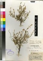 Isotype of Centemopsis sordida C.C.Towns. [family AMARANTHACEAE]